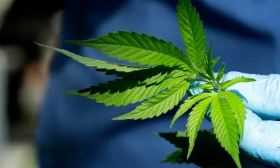 EE.UU. dará histórico paso al clasificar la marihuana como una droga de bajo riesgo