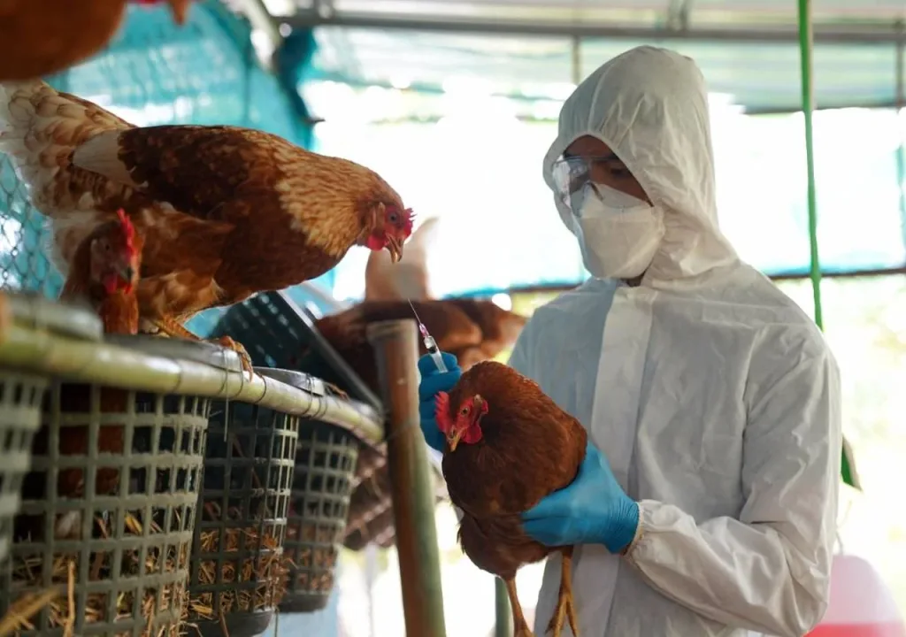 La OMS reporta en México la primera muerte humana por gripe aviar en el mundo