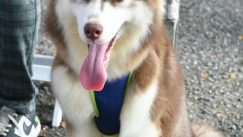 El adiestrador de perros Ramón Molina, impartió la charla: ¿Cómo puedo contribuir con mis mascotas al cuidado del medio ambiente? (Foto: fuente externa)
