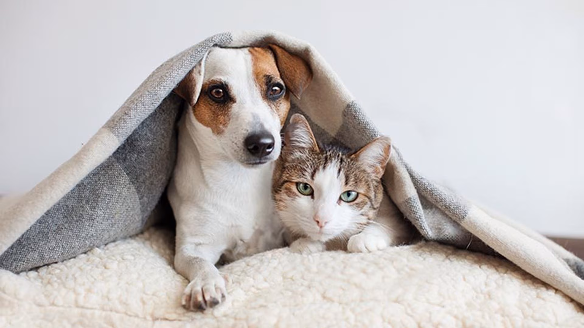 ¡Cero maltrato!  Brasil castigará con cárcel a quienes tatúen o pongan piercings a perros y gatos