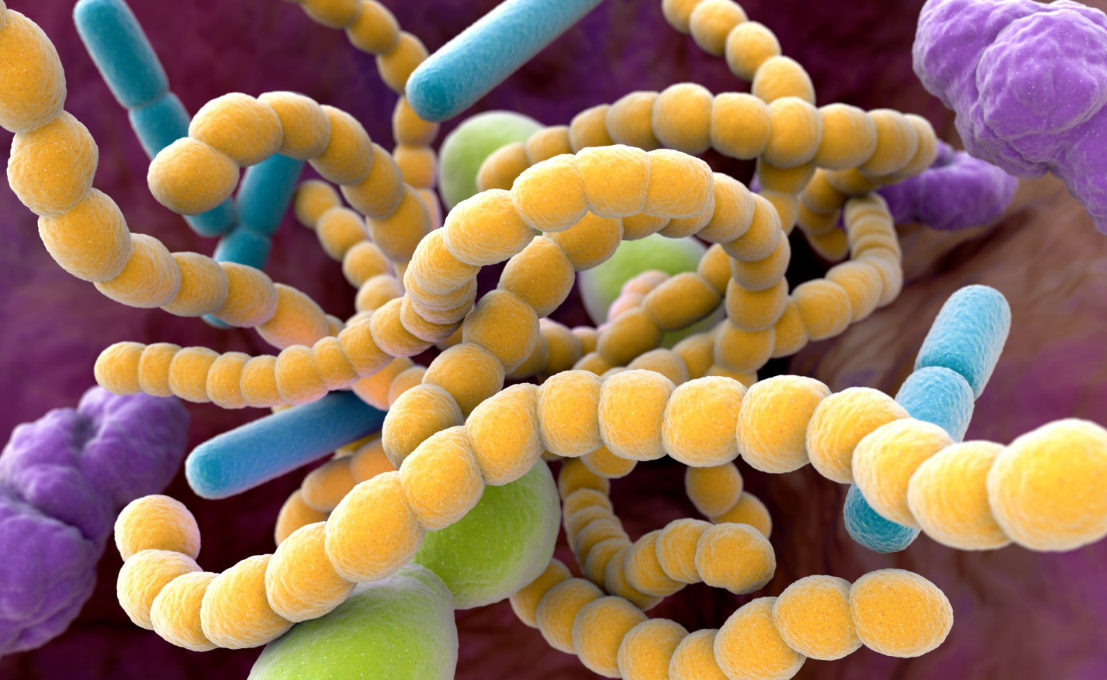 Identifican vínculo entre microbios intestinales y mayor riesgo de ...