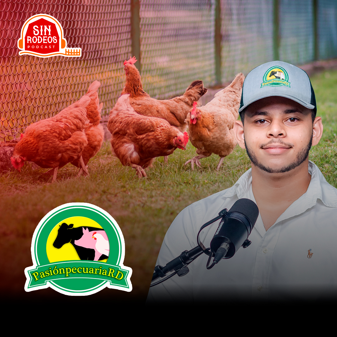 ¡Descubre el secreto de los pollos felices!