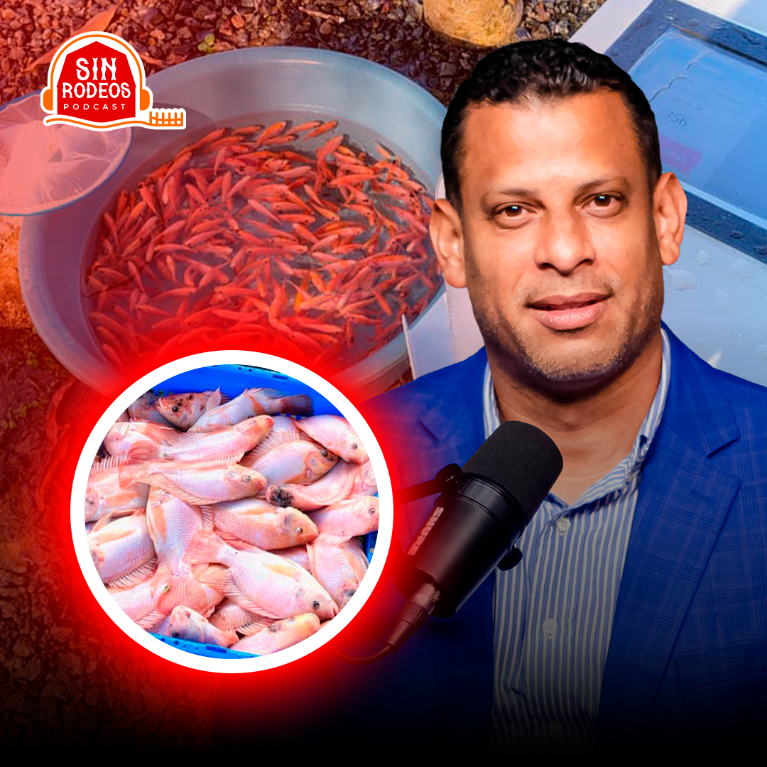 ¿ES RENTABLE CRIAR TILAPIAS EN RD?