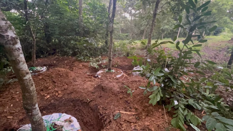 Condena de dos años y una multa de 200 mil pesos a hombre por tala de árboles