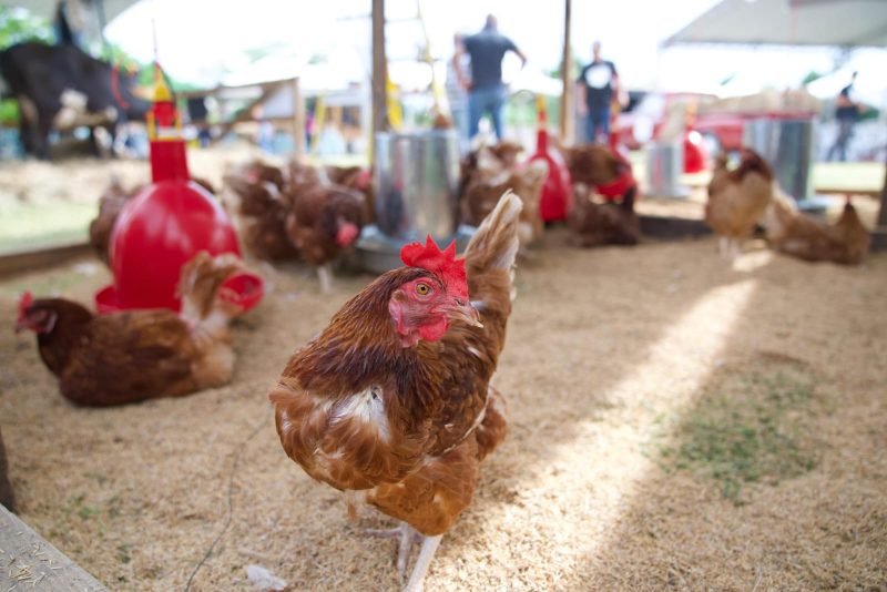 Sanut anuncia el tercer taller de avicultura: producción de huevos para principiantes
