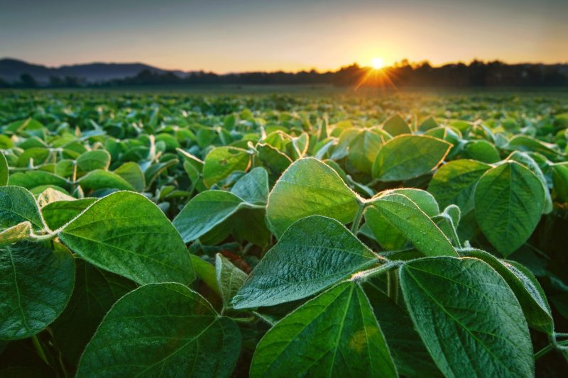 Soya sostenible de EE.UU. impulsa la avicultura dominicana hacia un futuro más verde