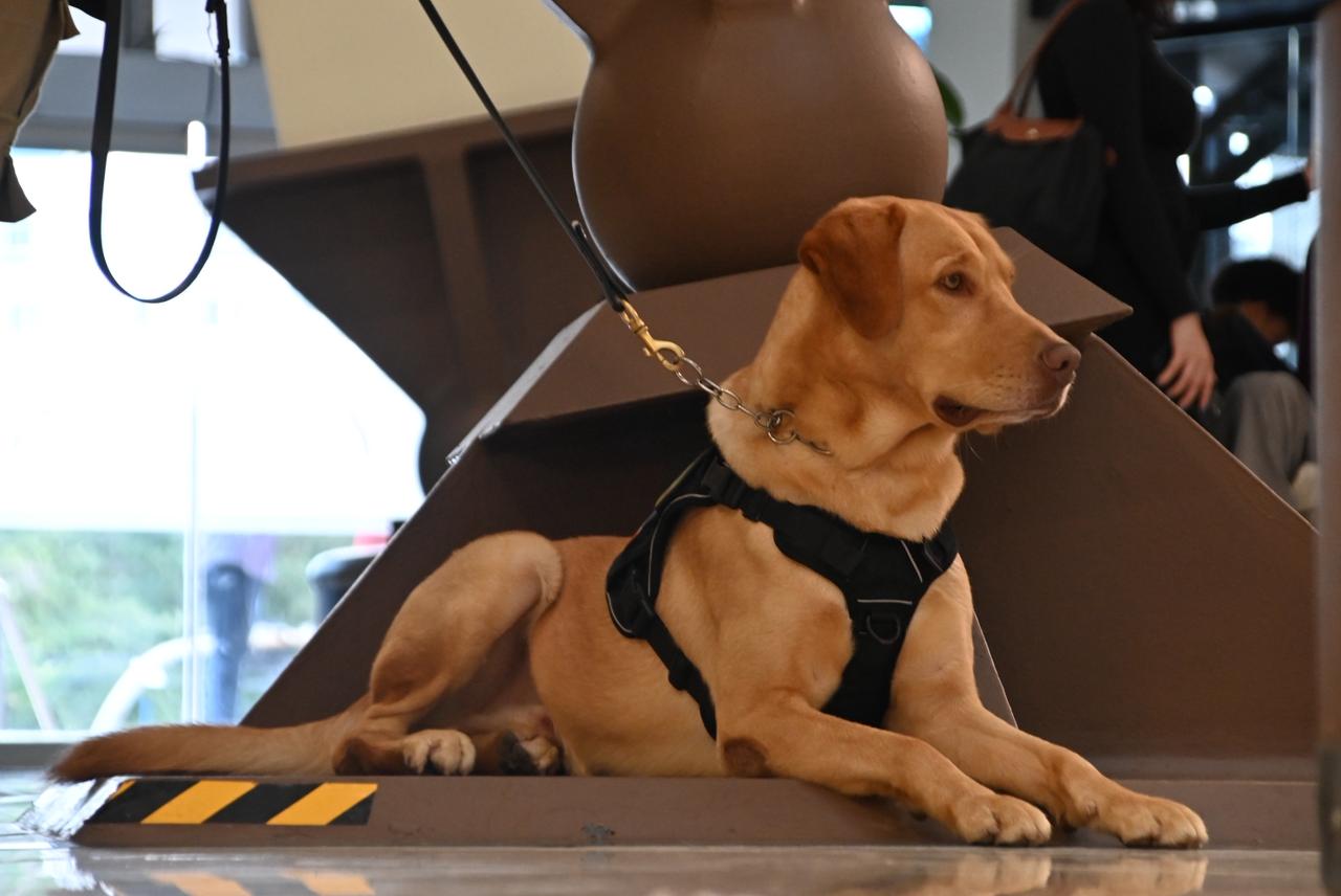 Fedda celebra tercer aniversario lanzando campaña nacional “Denuncia el Maltrato Animal” (4)
