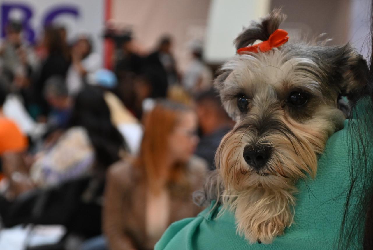 Fedda celebra tercer aniversario lanzando campaña nacional “Denuncia el Maltrato Animal” (8)