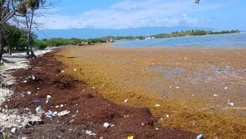 Barahona enfrenta acumulación de sargazo en costa de playa Casita Blanca