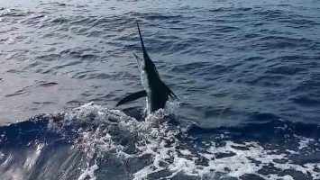 Torneo al Marlin Blanco arranca este miércoles en Cabeza de Toro