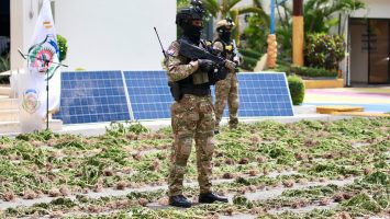 DNCD incauta más de tres mil plantas de marihuana 