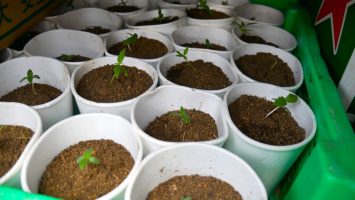 ¡Emprendimiento fallido! Ocupan más de 400 matas de presunta marihuana en SDO