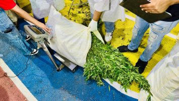 Desmantelan Gigantesca Siembra de Marihuana en San José de Ocoa: DNCD Reporta Más de 13,500 Libras Incautadas