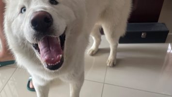 Buscan a los dueños de un husky siberiano encontrado en la urbanización Olimpo, SDO