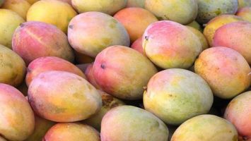 ¿Por qué República Dominicana ya no podrá exportar mangos hacia los EE. UU.?