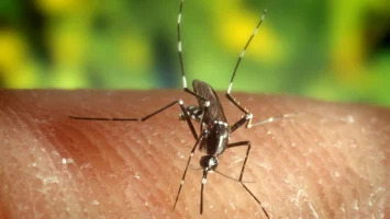 Virus del Nilo Occidental rompe récord en EE.UU.: reportan 48 casos y adelantan la temporada de contagios