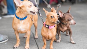 Alcaldía del DN esteriliza 100 perros y gatos en jornada de bienestar animal
