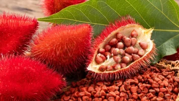 Hojas de achiote: ¿Qué beneficios tienen para la salud?