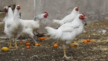 Confirman casos de gripe aviar en patos y gallinas de Guinea en Puerto Rico